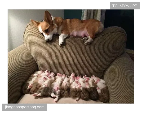 拉皮诺家的狗吃的都比我工资高